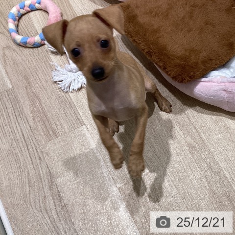 ミニチュア・ピンシャーの写真