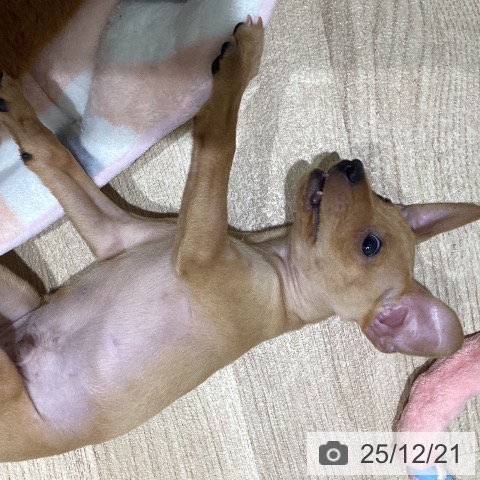 宮城県のミニチュアピンシャー (ペットプラス 仙台上杉店/2025年10月9日生まれ/男の子/レッド)の子犬の4枚目の画像