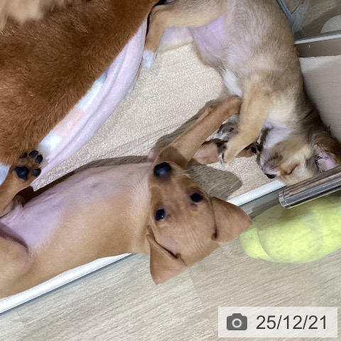 宮城県のミニチュアピンシャー (ペットプラス 仙台上杉店/2025年10月9日生まれ/男の子/レッド)の子犬の3枚目の画像