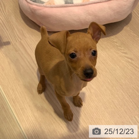 千葉県のミニチュアピンシャー (ペットプラス 幕張新都心店/2025年10月9日生まれ/男の子/レッド)の子犬の4枚目の画像