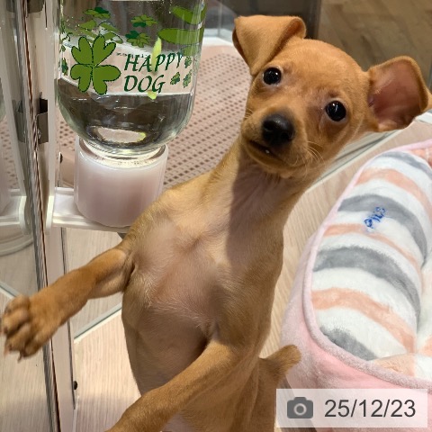 千葉県のミニチュアピンシャー (ペットプラス 幕張新都心店/2025年10月9日生まれ/男の子/レッド)の子犬の3枚目の画像