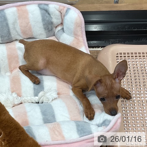 埼玉県のミニチュアピンシャー (ペッツワン 新座店/2025年10月9日生まれ/女の子/レッド)の子犬の4枚目の画像