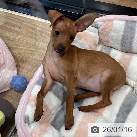 埼玉県のミニチュアピンシャー (ペッツワン 新座店/2025年10月9日生まれ/女の子/レッド)の子犬の3枚目の画像