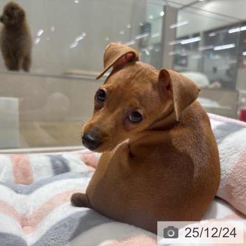 ミニチュア・ピンシャーの写真