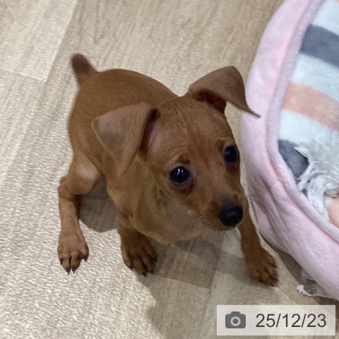 千葉県のミニチュアピンシャー (ペットプラス 木更津店/2025年10月9日生まれ/女の子/レッド)の子犬の4枚目の画像