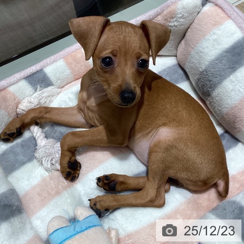 千葉県のミニチュアピンシャー (ペットプラス 木更津店/2025年10月9日生まれ/女の子/レッド)の子犬の3枚目の画像