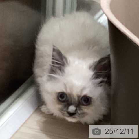 ラグドールの写真