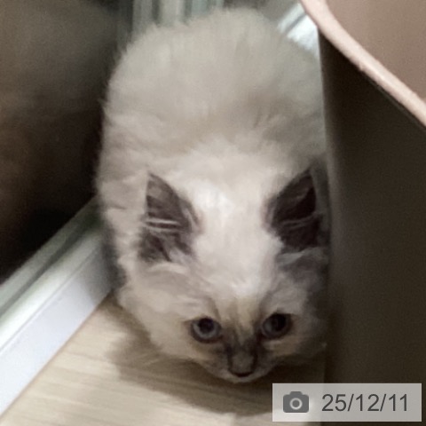 ラグドールの写真