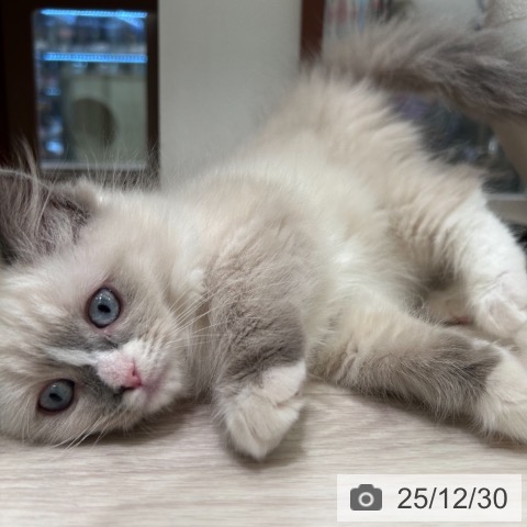 神奈川県のラグドール (ペットプラス 武蔵小杉店/2025年9月28日生まれ/女の子/ブルーポイントバイカラー)の子猫の4枚目の画像