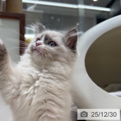 神奈川県のラグドール (ペットプラス 武蔵小杉店/2025年9月28日生まれ/女の子/ブルーポイントバイカラー)の子猫の3枚目の画像