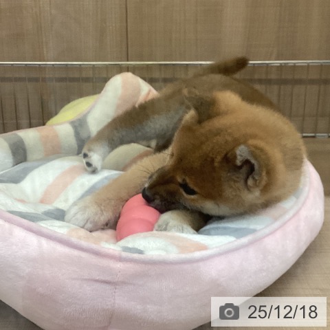 神奈川県の柴犬(標準サイズ) (ペッツワン 横須賀久里浜店/2025年10月9日生まれ/男の子/赤)の子犬の3枚目の画像