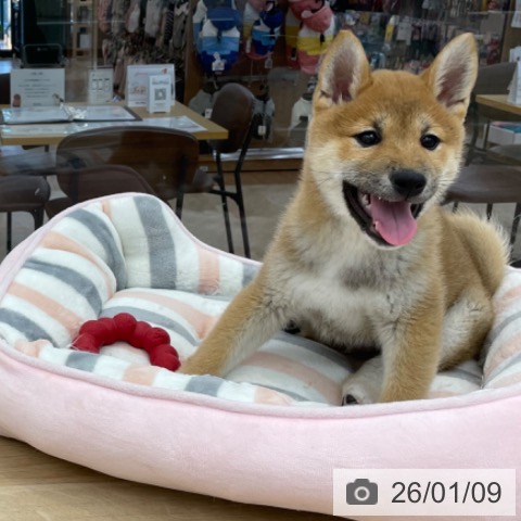 神奈川県の柴犬(標準サイズ) (ペットプラス 相模原並木店/2025年10月9日生まれ/男の子/赤)の子犬の4枚目の画像