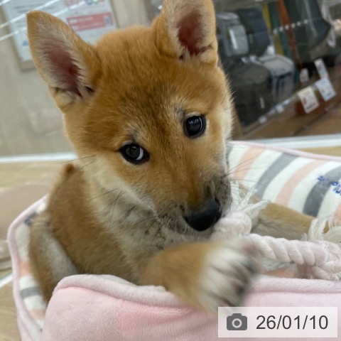 神奈川県の柴犬(標準サイズ) (ペットプラス 相模原並木店/2025年10月9日生まれ/男の子/赤)の子犬の4枚目の画像