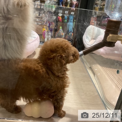 トイ・プードルの写真