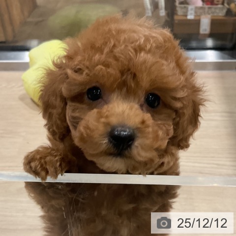 トイ・プードルの写真