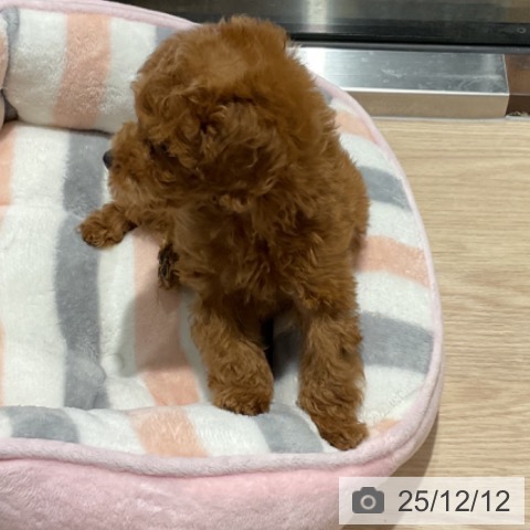 トイ・プードルの写真