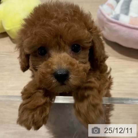 トイ・プードルの写真