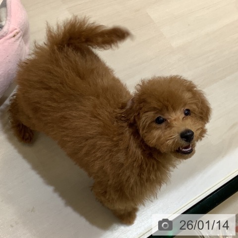 埼玉県のトイプードル(トイ) (ペットプラス クレアモール川越店/2025年10月9日生まれ/男の子/レッド)の子犬の4枚目の画像