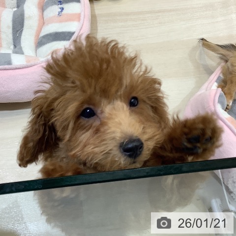 埼玉県のトイプードル(トイ) (ペットプラス クレアモール川越店/2025年10月9日生まれ/男の子/レッド)の子犬の4枚目の画像