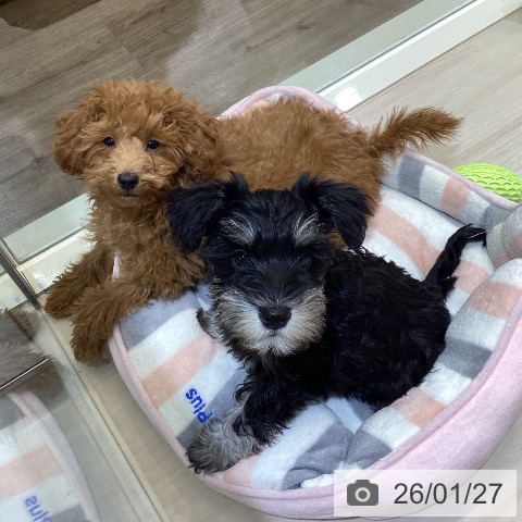 埼玉県のトイプードル(トイ) (ペットプラス クレアモール川越店/2025年10月9日生まれ/男の子/レッド)の子犬の4枚目の画像