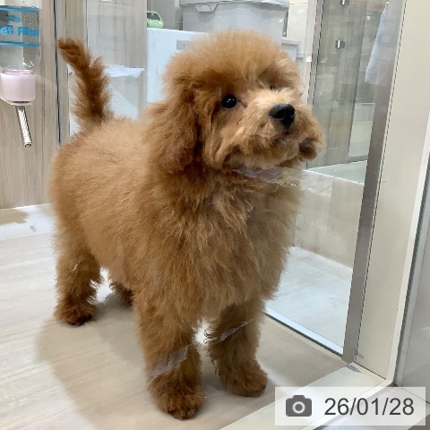 埼玉県のトイプードル(トイ) (ペットプラス クレアモール川越店/2025年10月9日生まれ/男の子/レッド)の子犬の4枚目の画像