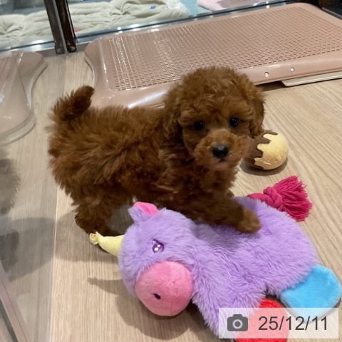 トイ・プードルの写真