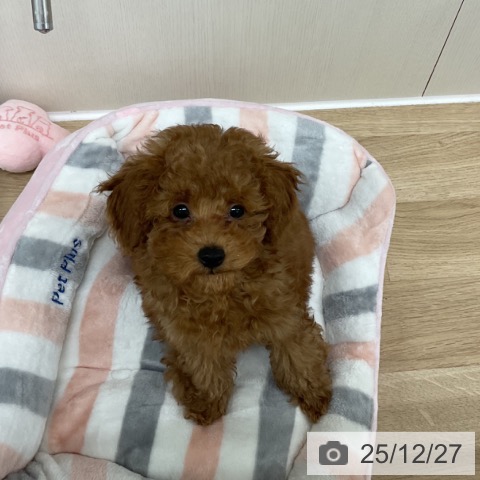 トイ・プードルの写真