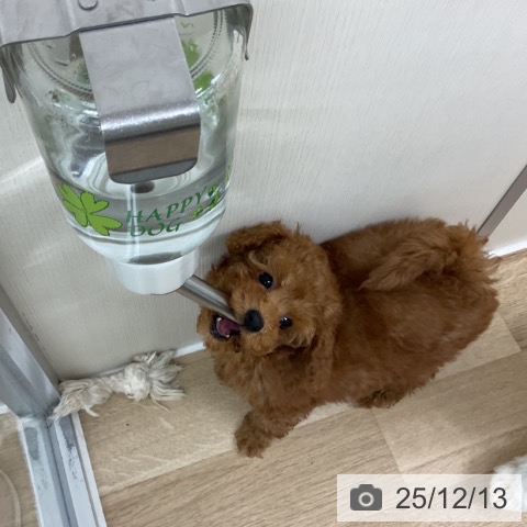 神奈川県のトイプードル(トイ) (ペットプラス アミーゴ藤沢店/2025年10月8日生まれ/男の子/レッド)の子犬の4枚目の画像