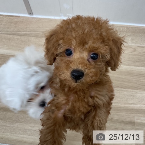 神奈川県のトイプードル(トイ) (ペットプラス アミーゴ藤沢店/2025年10月8日生まれ/男の子/レッド)の子犬の3枚目の画像