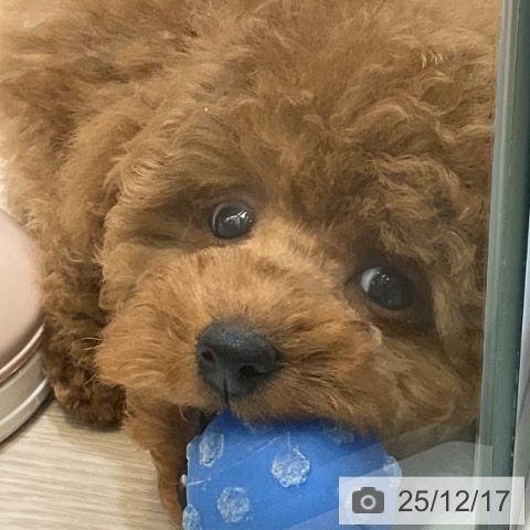 埼玉県のトイプードル(トイ) (ペットプラス 上尾店/2025年10月9日生まれ/男の子/レッド)の子犬の4枚目の画像