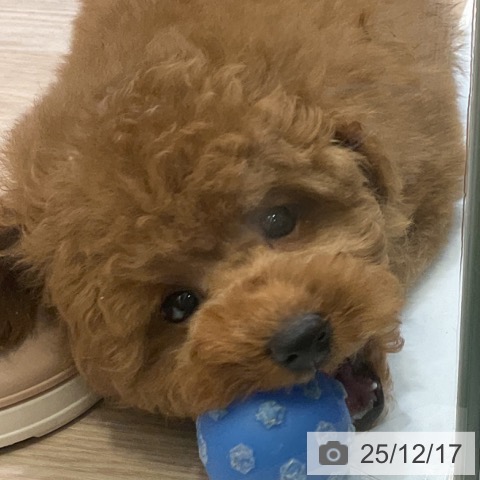 埼玉県のトイプードル(トイ) (ペットプラス 上尾店/2025年10月9日生まれ/男の子/レッド)の子犬の3枚目の画像