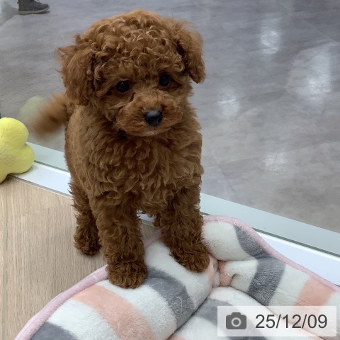 トイ・プードルの写真