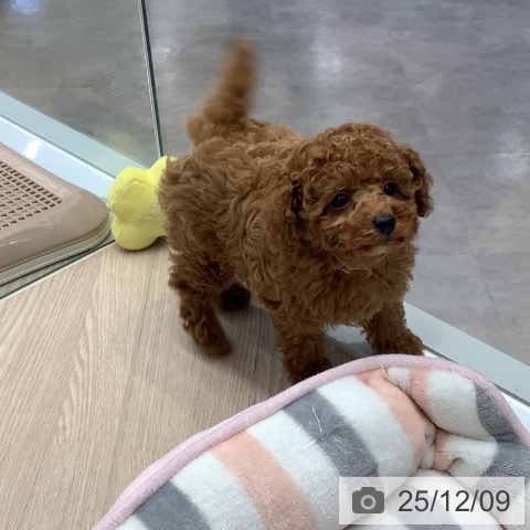 トイ・プードルの写真