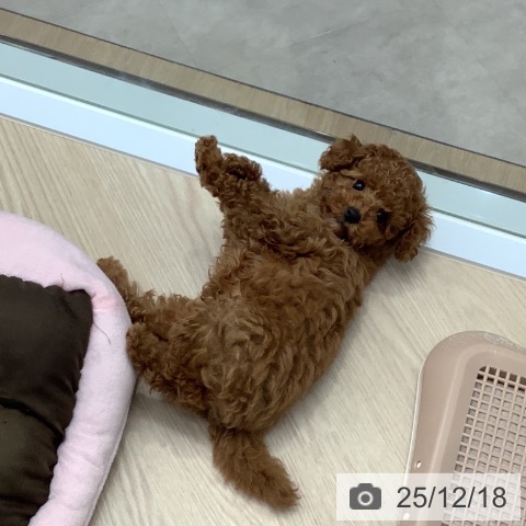 埼玉県のトイプードル(トイ) (ペットプラス 川口店/2025年10月9日生まれ/男の子/レッド)の子犬の3枚目の画像