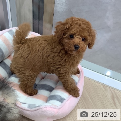 埼玉県のトイプードル(トイ) (ペットプラス 川口店/2025年10月9日生まれ/男の子/レッド)の子犬の4枚目の画像