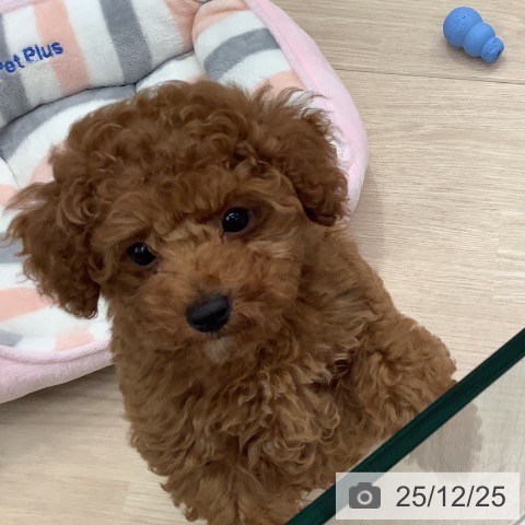 埼玉県のトイプードル(トイ) (ペットプラス 川口店/2025年10月9日生まれ/男の子/レッド)の子犬の3枚目の画像