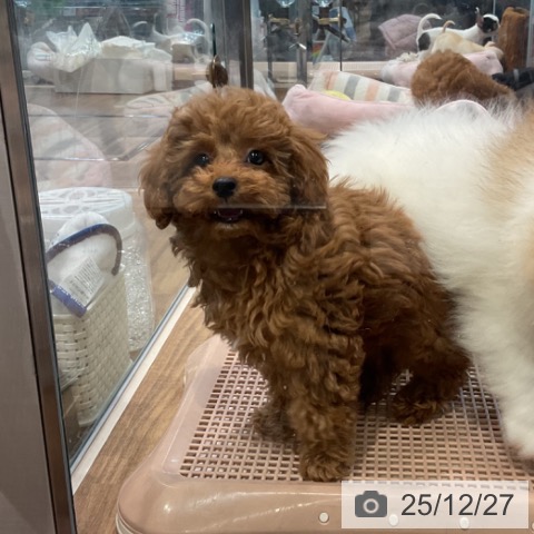 埼玉県のトイプードル(トイ) (ペッツワン 新座店/2025年10月8日生まれ/男の子/レッド)の子犬の3枚目の画像