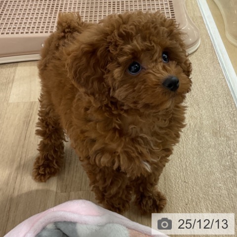 トイ・プードルの写真