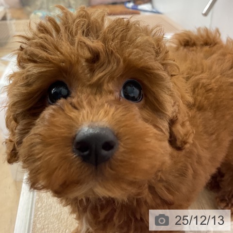 トイ・プードルの写真