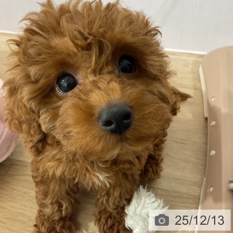 トイ・プードルの写真