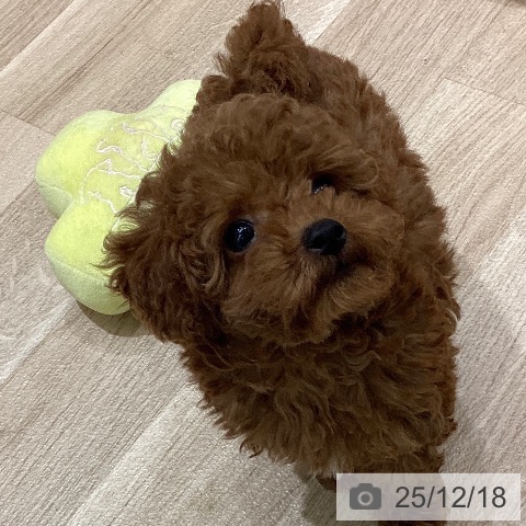 東京都のトイプードル(トイ) (ペットプラス MARK IS 葛飾かなまち店/2025年10月8日生まれ/女の子/レッド)の子犬の3枚目の画像