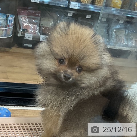 埼玉県のポメラニアン (ペッツワン 新座店/2025年10月1日生まれ/男の子/オレンジセーブル)の子犬の4枚目の画像