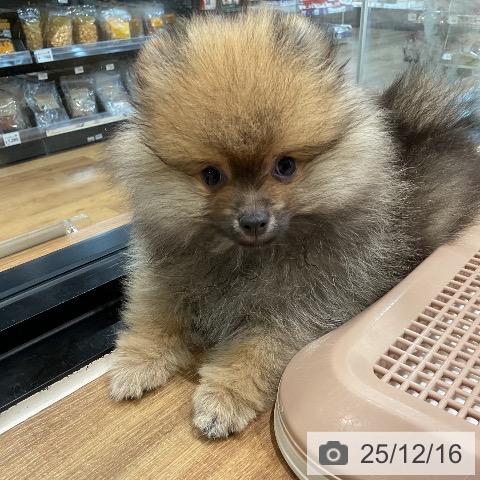 埼玉県のポメラニアン (ペッツワン 新座店/2025年10月1日生まれ/男の子/オレンジセーブル)の子犬の3枚目の画像