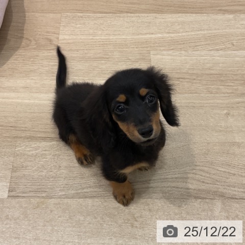 群馬県のカニンヘンダックスフンド(ロング) (ペットプラス イオンモール太田店/2025年10月5日生まれ/男の子/ブラックタン)の子犬の3枚目の画像