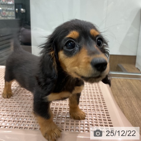 埼玉県のカニンヘンダックスフンド(ロング) (ペッツワン 吉川美南店/2025年10月5日生まれ/女の子/ブラックタン)の子犬の4枚目の画像