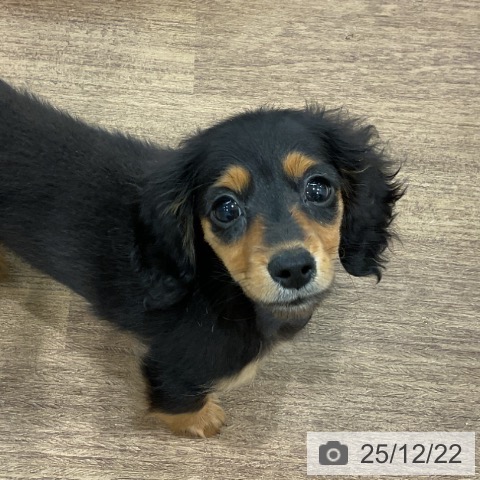 埼玉県のカニンヘンダックスフンド(ロング) (ペッツワン 吉川美南店/2025年10月5日生まれ/女の子/ブラックタン)の子犬の3枚目の画像