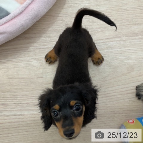 埼玉県のカニンヘンダックスフンド(ロング) (ペットプラス 上尾店/2025年10月5日生まれ/女の子/ブラックタン)の子犬の3枚目の画像