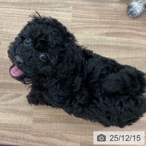 茨城県のトイプードル(トイ) (ペッツワン 古河店/2025年10月4日生まれ/男の子/ブラック)の子犬の4枚目の画像
