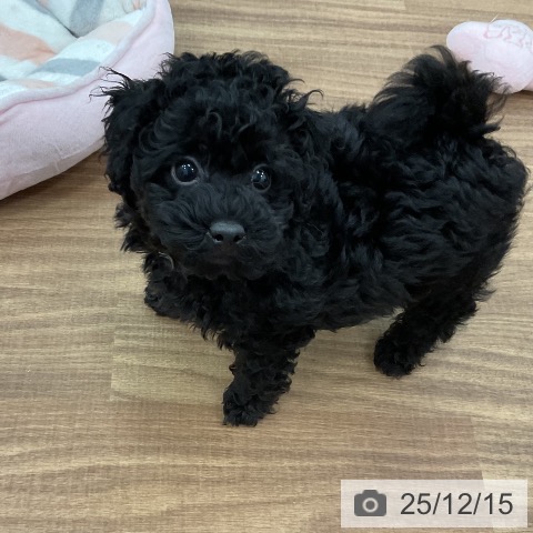 茨城県のトイプードル(トイ) (ペッツワン 古河店/2025年10月4日生まれ/男の子/ブラック)の子犬の3枚目の画像