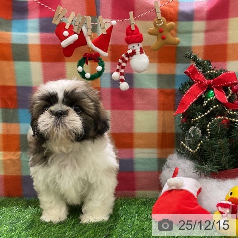 シー・ズーの写真